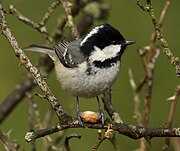 Parus ater