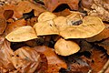 Cortinarius balaustinus