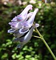 Corydalis linstowiana