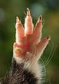 Front paw of European hamster