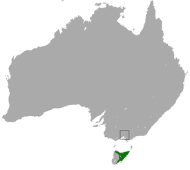 Tasmanianjuovapussimäyrän levinneisyysalue