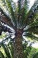 E. laurentianus dans le jardin d'acclimatation de La Orotava.