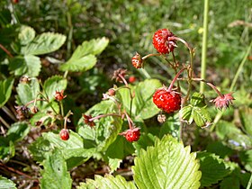 Fragaria vesca