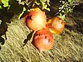 Gallarutos nun quejigu (Quercus petraea) en Villamartín de Don Sancho, Rexón de Llión Abril/2004