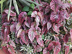 Begonia brevirimosa