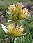 Tüpfel-Enzian (Gentiana punctata)