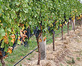 Close up grapes