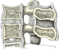 Median sagittal section of two lumbar vertebræ and their ligaments.