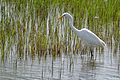 Grande aigrette (Catalogne, Espagne).