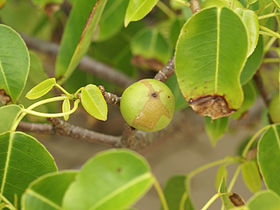 Fruto (semelhante à maçã porém altamente venenoso) e folhagem