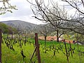 Orchard in Ilići, Mostar