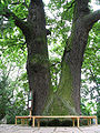 Baum im Botanischen Garten