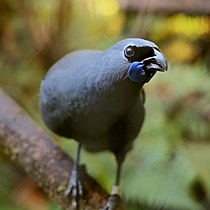 Kōkako