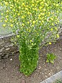 Salade formant une haute colonne qui se ramifie ensuite pour porter de multiples petites fleurs jaunes étoilées