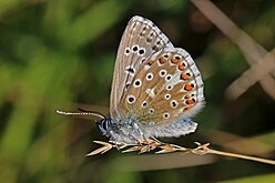 Male (wing underside)