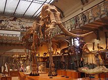 Južni mamut izložen u Muséum national d'histoire naturelle, Pariz