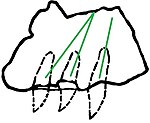 s maxillaire de Megawhaitsia patrichae. Les dents en pointillé, et lignes vertes pour le possible transport de venin.