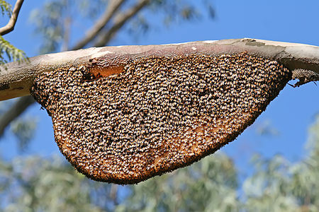 Natural beehive of Apis dorsata, by Muhammad Mahdi Karim