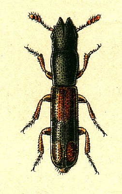 Nemosoma elongatum