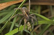 Dolomedes minor by Bryce McQuillan