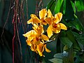 Image 95Cattlianthe Gold Digger ‘Orglade's Mandarin’ orchid