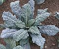 Brassica oleracea var. acephala, il cavolo nero toscano