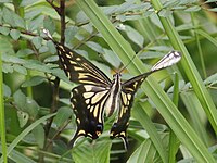 Papilio xuthus en vol