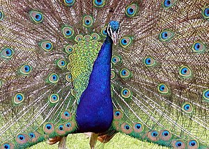 Peacock displaying