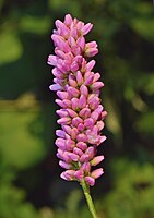 Inflorescence de renouée persicaire