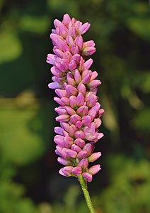 Persicaria maculosa, by The Cosmonaut