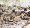 Breeding colony collecting mud pellets for nesting, Angola