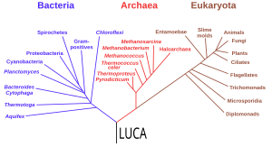 Phylogenetic tree based on rRNA genes data (Woese et al., 1990)[120] showing the 3 life domains, with the last universal common ancestor (LUCA) at its root