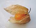 Uchuva or Cape gooseberry fruit (Physalis edulis)