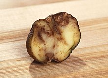 Infected potatoes are shrunken on the outside, and corky as well as rotted on the inside.