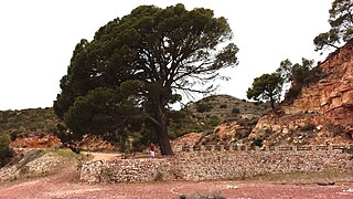 Pin blanc monumental. Lieu dit «Pi del Salt». Naquera