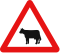 Cattle