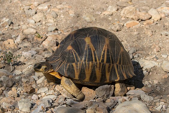 Radiated tortoise, nominated by Name