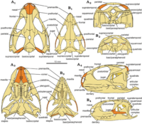 Reconstruction of the skulls of Clevosaurus hudsoni (A) and Clevosaurus cambrica (B)