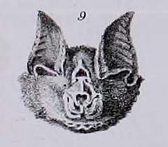 Description de l'image Rhinolophus pusillus.jpg.