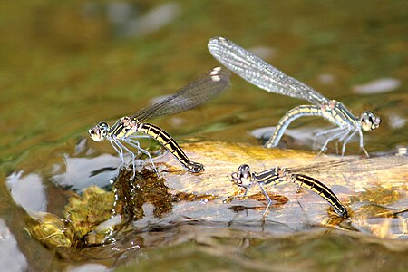 Libellago indica egg-laying