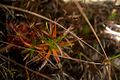 5. Paepalanthus convexus au milieu et Drosera roraimae à gauche