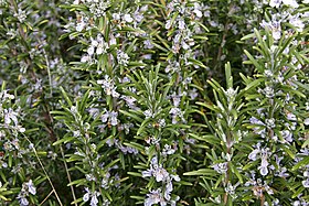 Alecrim (Rosmarinus officinalis)