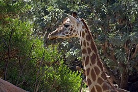 Rothschild Giraffe.