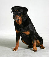 10-year-old Rottweiler