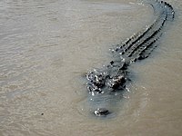 An adult saltwater crocodile swimming through a swamp