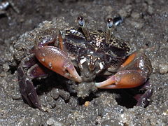 Description de l'image Semaphore crab-Heloecius cordiformis.JPG.