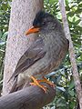 Hypsipetes crassirostris, merl sesel (ou Seychelles bulbul), endémique des habitats forestiers des grandes îles de l'archipel.