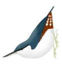 Siberian nuthatch (S. arctica)