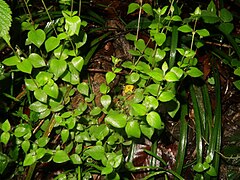 花がまだ蕾の頃。4月中旬。岡山県高梁市。