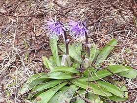 Helonias orientalis